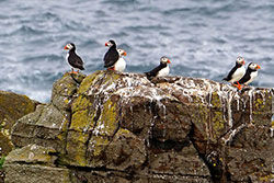 The Puffins on Isle of May